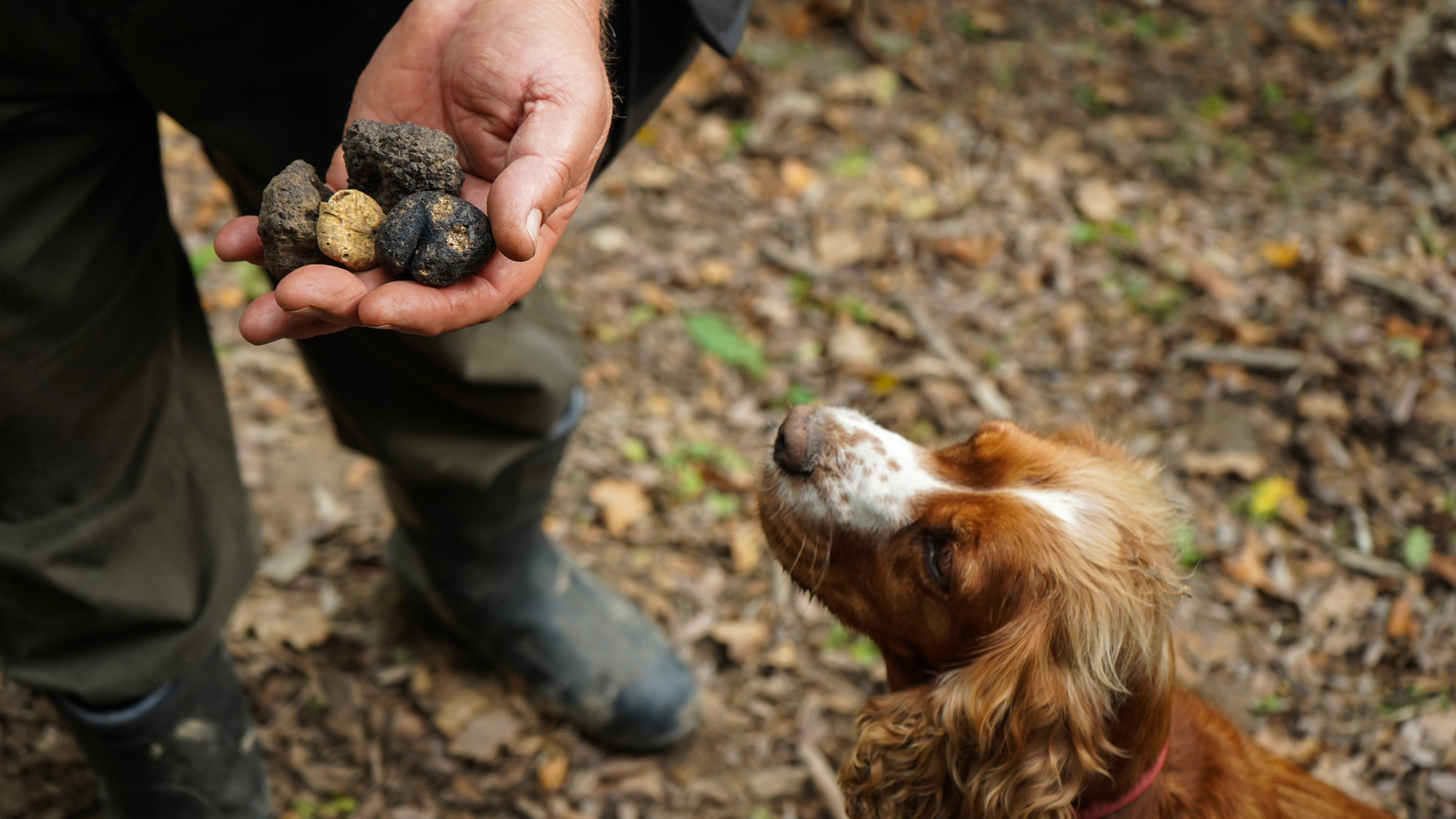 Truffle hunting