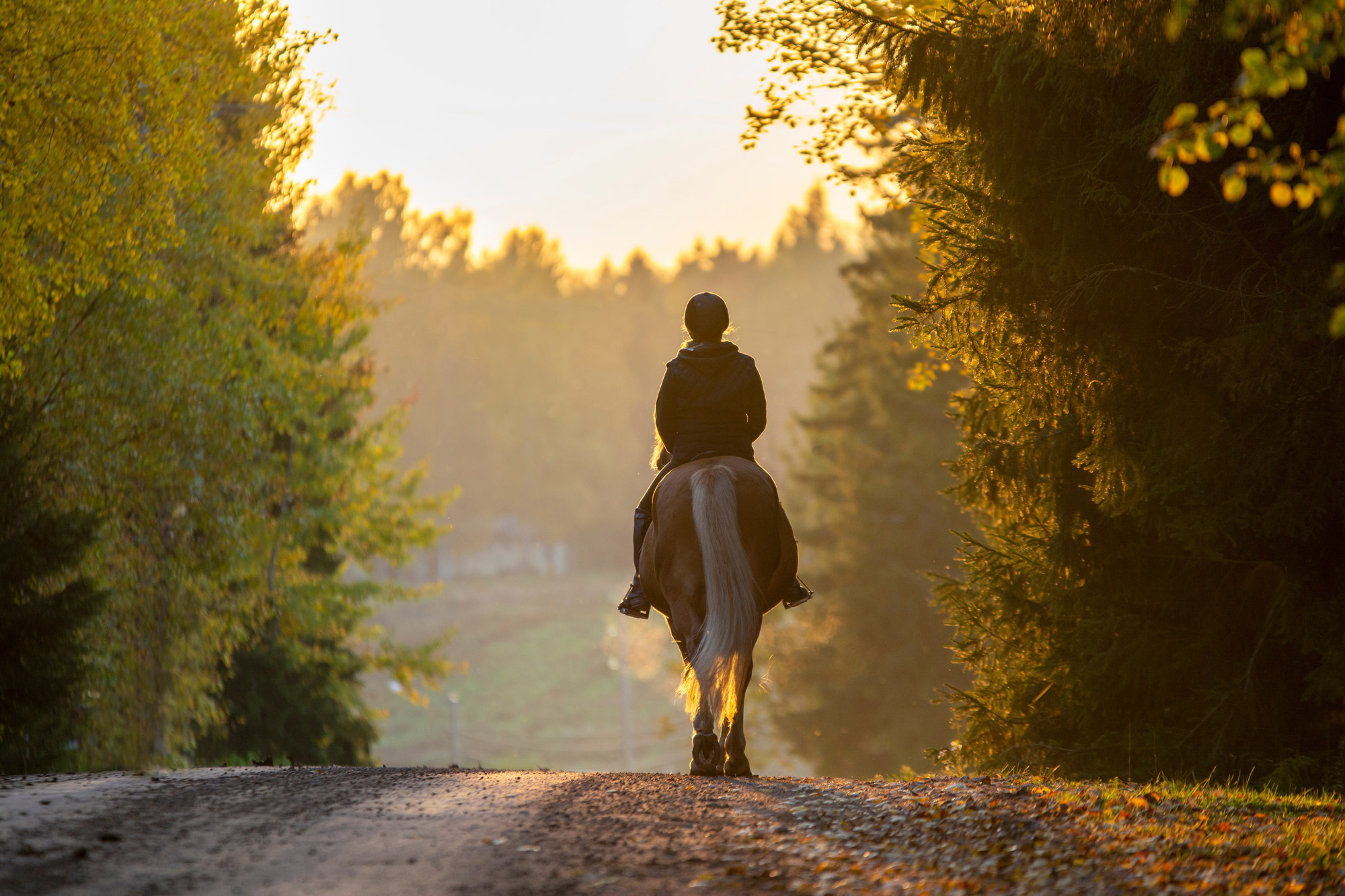 Horseback riding experiences